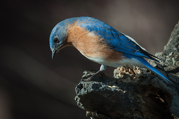 Eastern Blubird