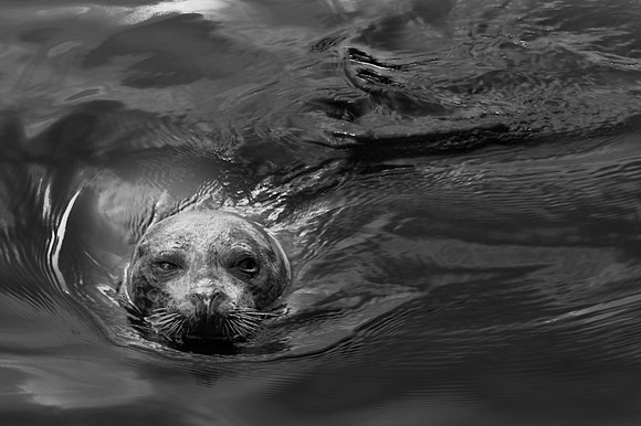 Harbor Seal