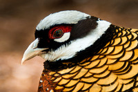 Reeves Pheasant