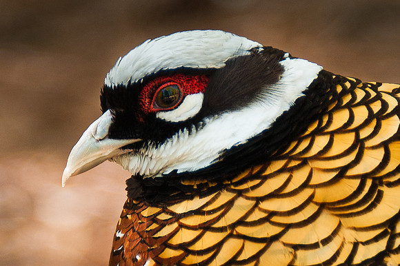 Reeves Pheasant
