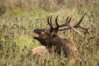 Bull Elk Bugling