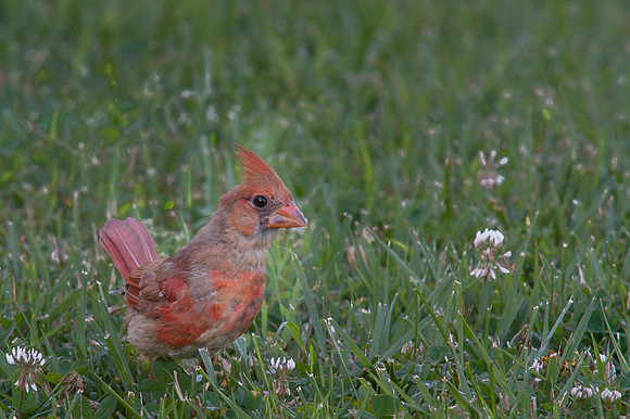 Northern Cardinal