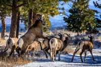 Big Horn Sheep Mating Behavior