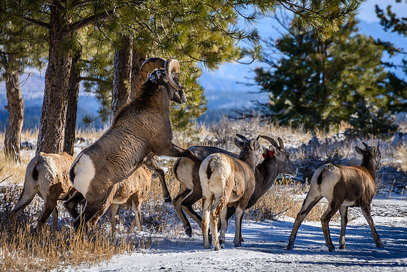 Big Horn Sheep Mating Behavior
