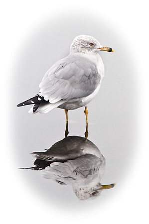 Gull Reflections