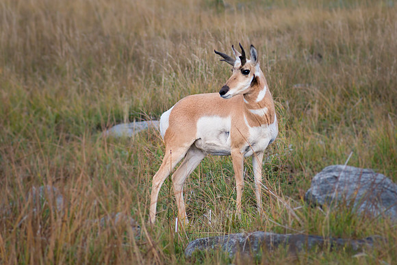Antelope Buck