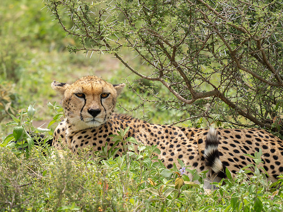 Cheetah