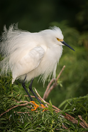 Snowy Egret