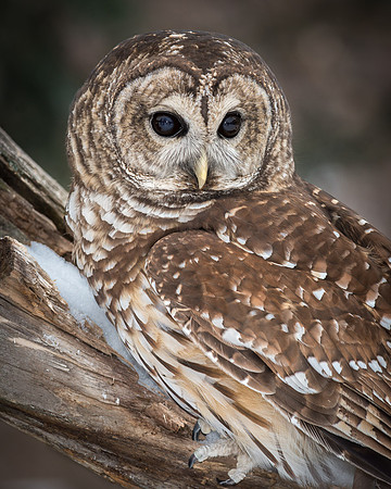Barred Owl