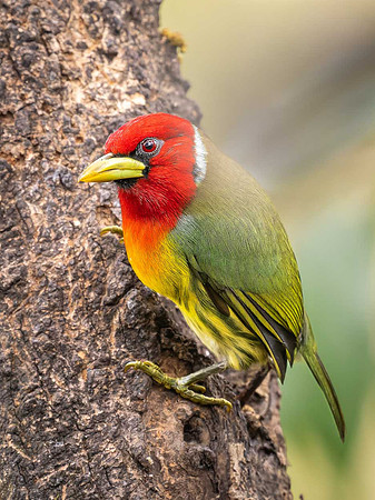 Red-headed Barbet