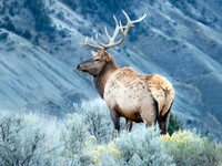 Bull Elk, Mammoth Hot Springs