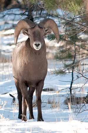 Snow Ram
