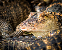 American Aligators