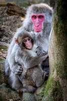 Japanese macaque