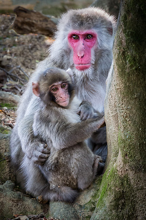 Japanese macaque