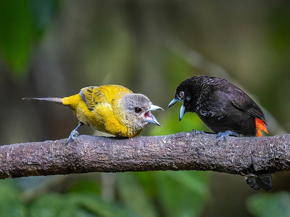 A common Chlorospingus faces off with a Scarlet Rump Tanagar.