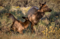 Elk Calf Nursing