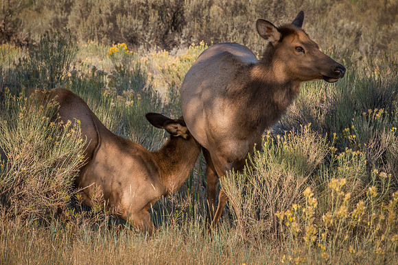 Elk Calf Nursing