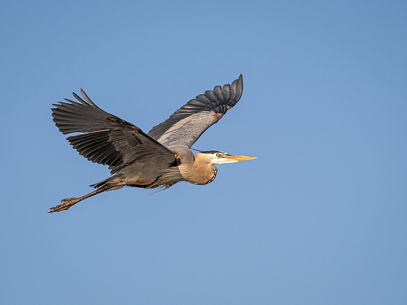 Great Blue Heron in Flight