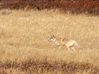 Coyote