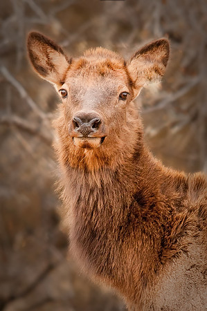 Elk Cow Portrait