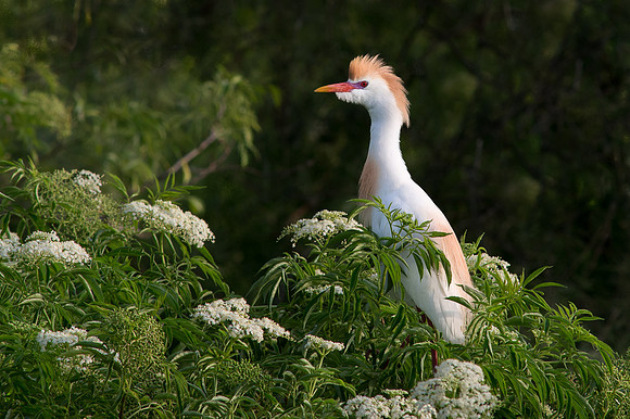 Cattle Egret