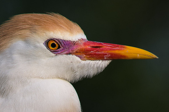 Cattle Egret