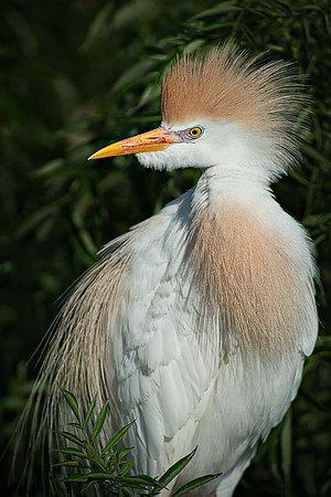 Cattle Egret