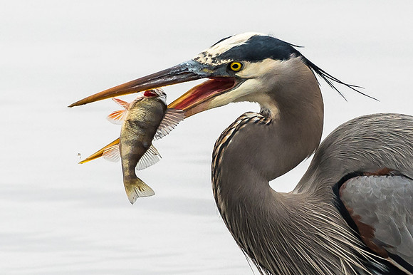 Great Blue Heron
