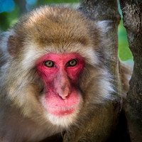 Japanese macaque