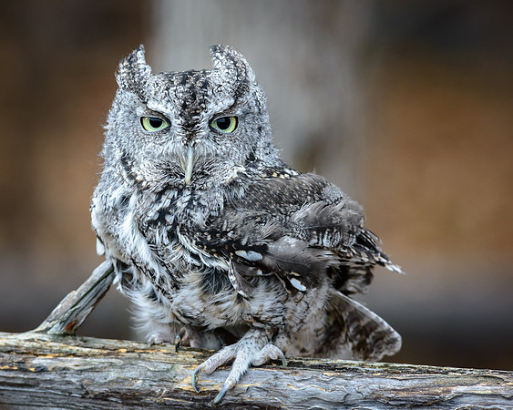 Eastern Screech Owl - Grey