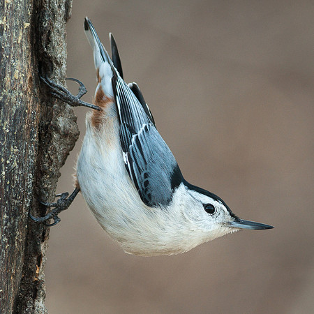 White Breasted Nuthatch