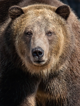 Grizzly Bear