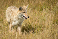 Coyote