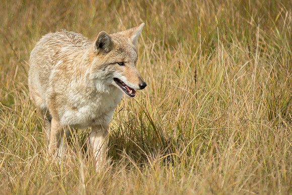 Coyote