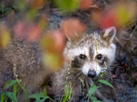 Raccoon
