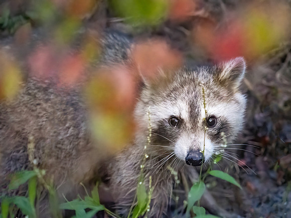 Raccoon
