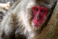 Japanese macaque