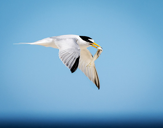 Least Tern in Flight, Oregon Inlet OBX