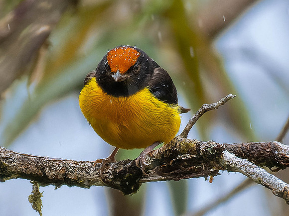 Tawny-capped Euphonia