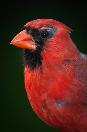 Northern Cardinal, Male