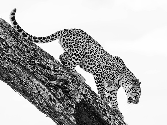 Leopard Climbing Down, Black & White