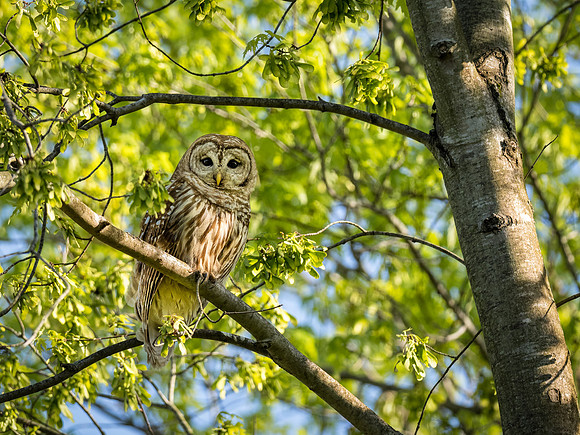 Barred Owl