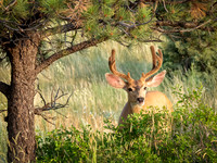 8 Point Buck at Sunrise