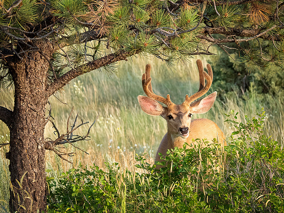8 Point Buck at Sunrise