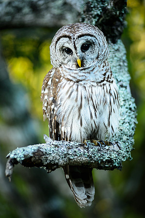 Barred Owl