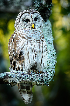 Barred Owl