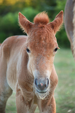 New Born Colt