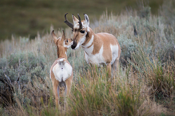 Tender Moments