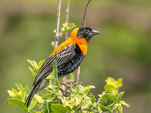 Black Bishop